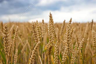 Wheat field