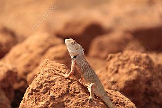 Oriental Garden Lizard in wild