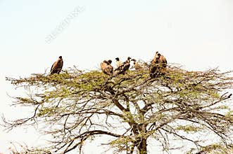 Vultures in tree waiting for rotting carcass, Serengeti Plain, Tanzania