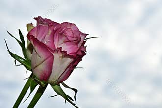 Nice colorful roses close up
