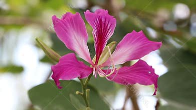 Purple Bauhinia × blakeana or Hong Kong orchid flower blossom on the tree.
