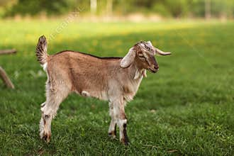 Young brown goat kid on green farm meadow, sun shining in background