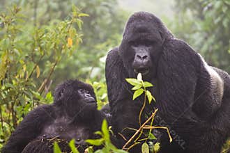Mountain Gorilla's