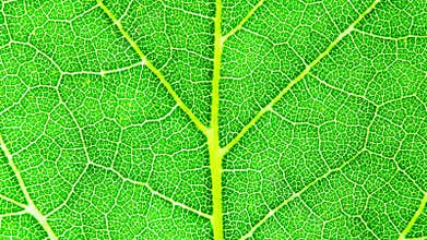 Green leaf fresh detailed rugged surface structure extreme macro close up zooming in increasing magnification showing more details