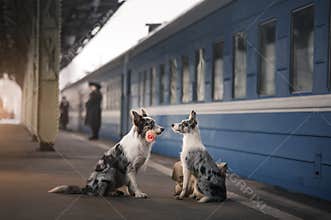 Two dogs together. Meeting at the station. Travelling