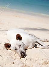 White Dog
