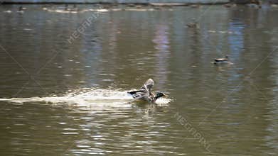 Male mallard duck flying