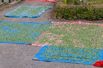 Drying of coca leaves