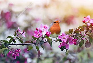 bird Robin sitting on a branch of a flowering pink Apple tree in the spring garden of may