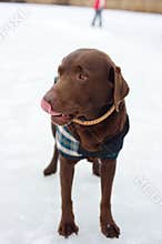 Labrador in the Snow Licking his Nose