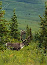 Bull Caribou in Velvet