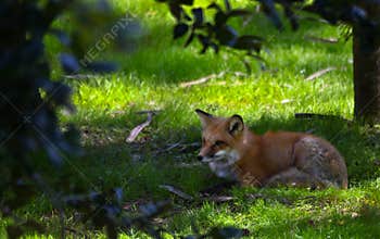 Red Fox