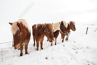 Iceland real horse during winter snow