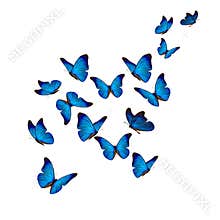 Beautiful blue morpho butterfly