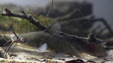 Channel catfish, Ictalurus punctatus, dangerous invasive freshwater predator in European biotope fish aquarium on sand bottom
