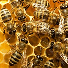 Bees on the hive
