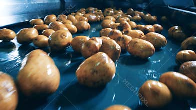 Lots of potatoes cleaned on a factory conveyor in a food facility.