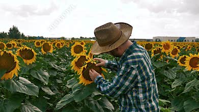 Sad farmer checking the sunflower