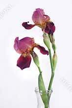 Violet iris