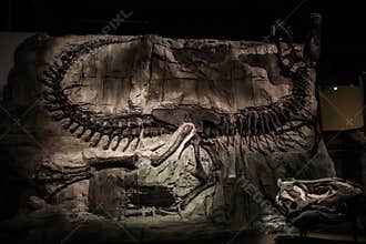 Amazing dinosaur fossils, Royal Tyrrell Museum of Palaeontology, Alberta, Canada