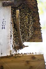 Wild Bee hive