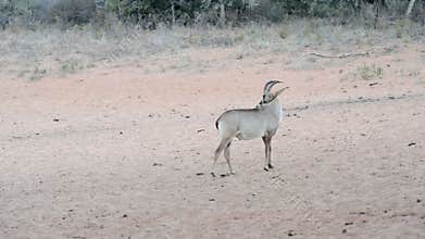 Sable Antelope is moving with caution through savannah