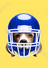 Pets rights. Modern design. Contemporary art collage.