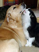 Dog and cat