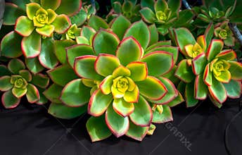 Red and green aeonium succulent cacti closeup
