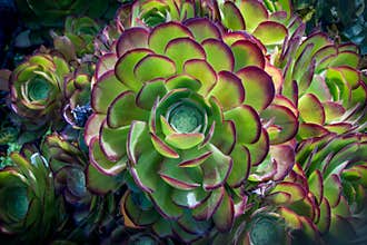 Purple rose aeonium succulent cactus closeup
