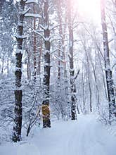 Beautiful trees covered with frost in park with sunbeams. Winter scenery