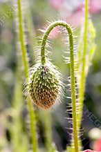 Green poppy capsule