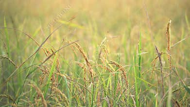 Rice stay still with slowly wind in paddy field. Thailand.