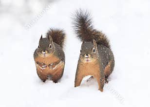 Two Douglas Squirrels in Snow