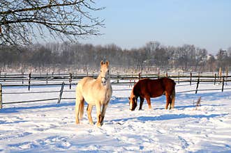 Two horses grazing in snow
