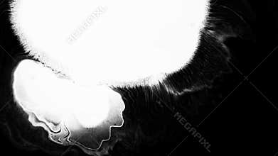 Bloom ink. Beautiful white watercolor ink drops transition on black background,