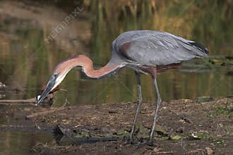 Goliath Heron