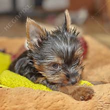 Yorkshire Terrier puppy sitting in dog bed