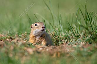 The European ground squirrel - Spermophilus citellus