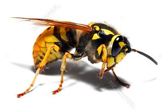 Yellow Jacket Wasp