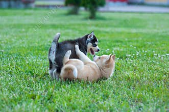 Husky puppies playing outside, black and brown puppy met. No owner yet