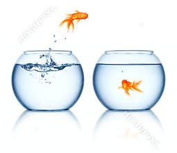 Goldfish jumping out bowl