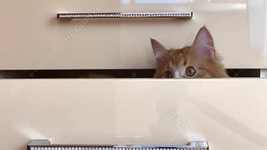 Box with a cat