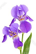 Flower iris