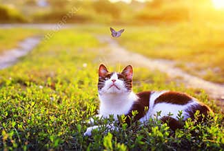 Portrait of a cute striped cat lying in the grass in a Sunny meadow and looking at a beautiful little blue butterfly flying
