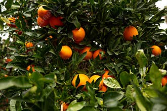 Several oranges on a tree