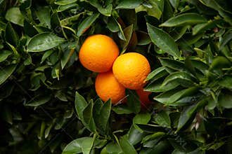 Several oranges on a tree