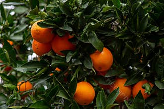 Several oranges on a tree