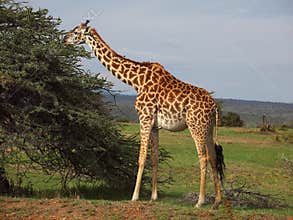 Giraffe