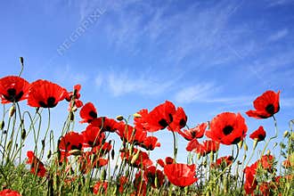 Poppy flowers
